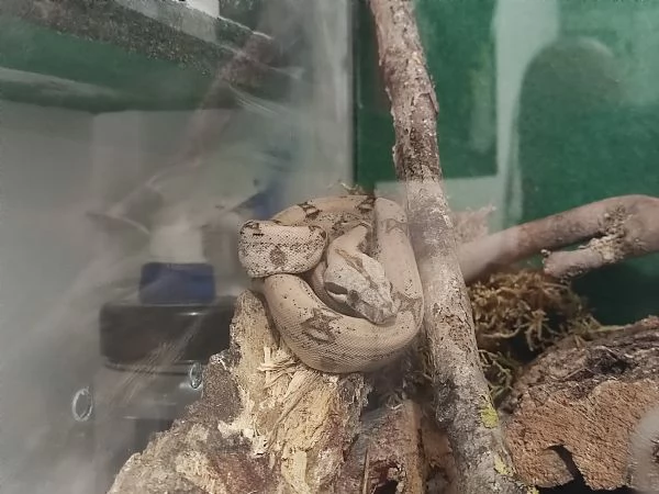 Boa constrictor imperator piu teca | Foto 4