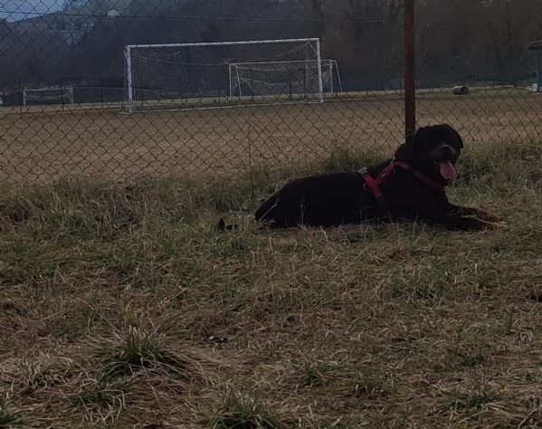 Regalo rottweiler 