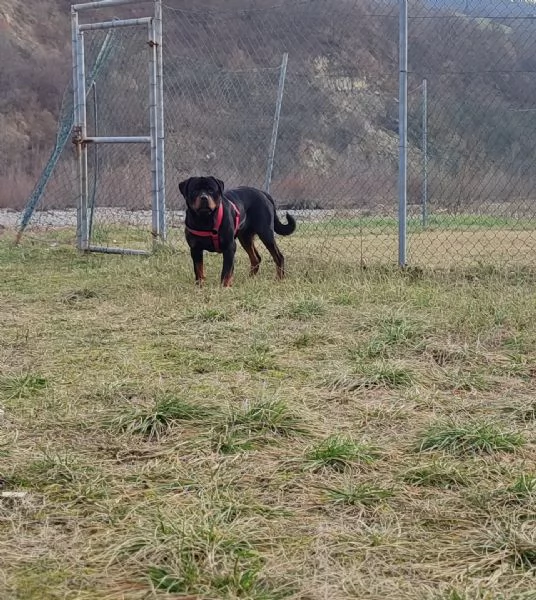 Regalo rottweiler  | Foto 1