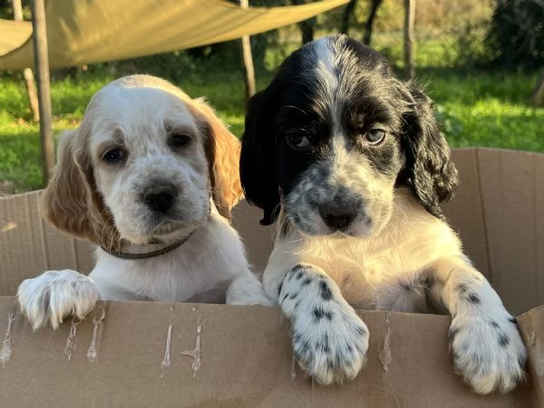 Vendita cuccioli di Setter Inglese | Foto 2