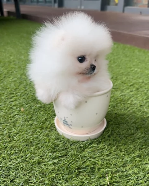 Splendido Pomerania da tazza da t