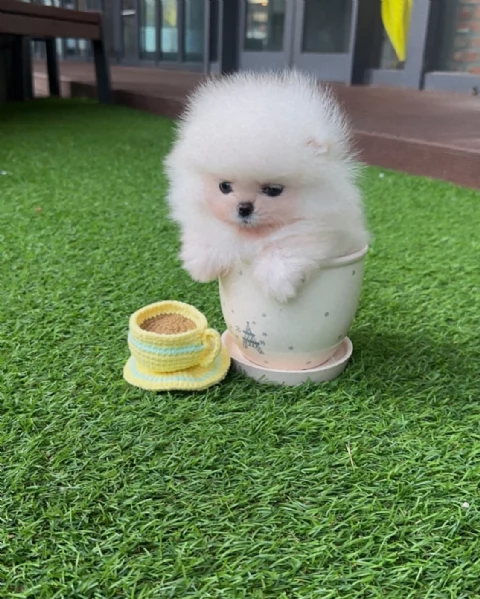 Splendido Pomerania da tazza da t | Foto 4