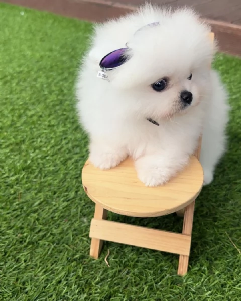 Splendido Pomerania da tazza da t | Foto 3