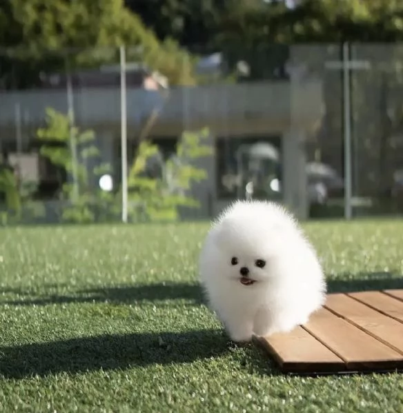 Splendido Pomerania da tazza da t | Foto 1