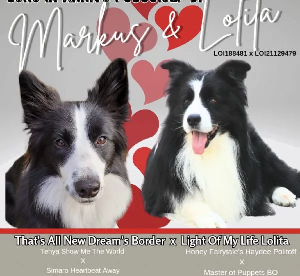 Ultimo maschio disponibile da Cucciolata di Border Collie con Pedigree