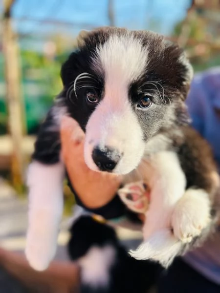 Ultimo maschio disponibile da Cucciolata di Border Collie con Pedigree | Foto 3