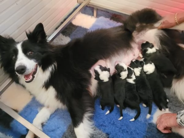 Ultimo maschio disponibile da Cucciolata di Border Collie con Pedigree | Foto 2