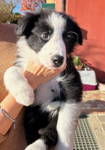 Ultimo maschio disponibile da Cucciolata di Border Collie con Pedigree | Foto 1