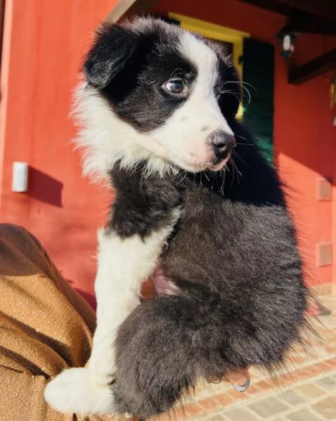 Ultimo maschio disponibile da Cucciolata di Border Collie con Pedigree | Foto 0