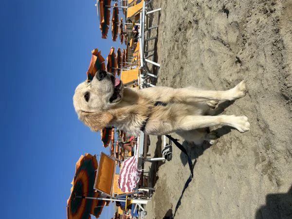 Golden retriever angloamericano