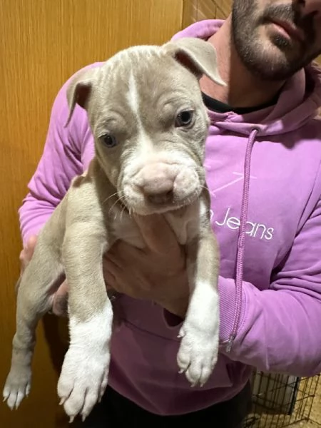 DISPONIBILI CUCCIOLI PIT BULL UKC | Foto 1