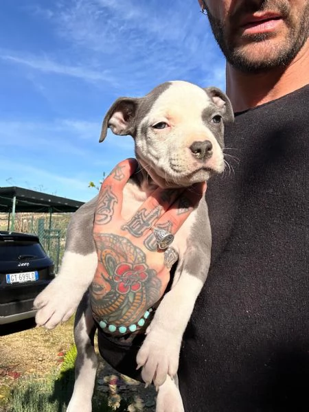 DISPONIBILI CUCCIOLI PITBULL IN STANDARD UKC