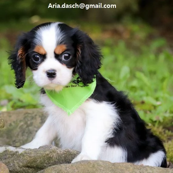  regalo cavalier king cuccioli meravigliosi   nati in casa da nostri esemplari ipertipici carattere