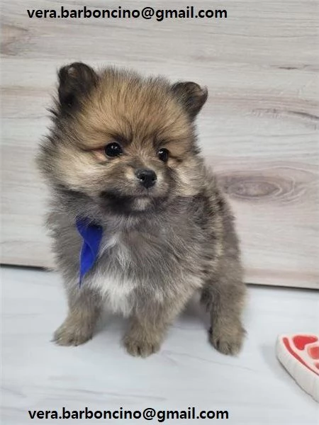  REGALO POMERANIA CUCCIOLI MASCHIO E FEMMINA bellissimi cuccioli di Pomerania maschio e femmina 