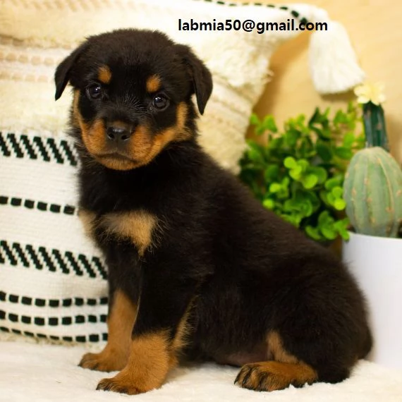 Regalo Cuccioli di tipo rottweiler con i capelli corti Cuccioli di Rottweiler capelli corti e tutto