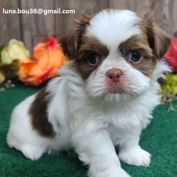 Regalo cuccioli di shitzu meraviglioso il musetto degli shih tzu maschio e femmina tutti completamen