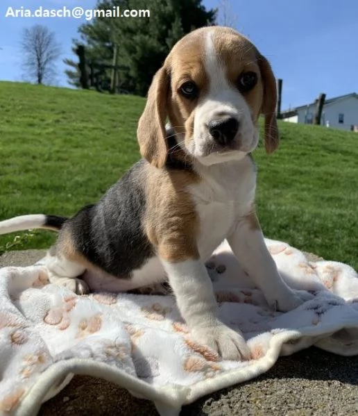 Beagle cuccioli cuccioli di Beagle disponibili i piccoli verranno ceduti dopo i 70 giorni dalla nas