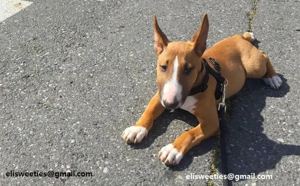  Regalo adorabili cuccioli Bull terrier  femminucce e maschietti disponibili verranno ceduti con pe