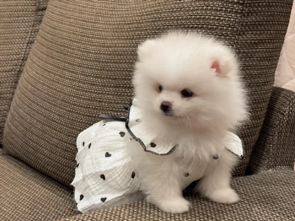 Splendido Pomerania Toy