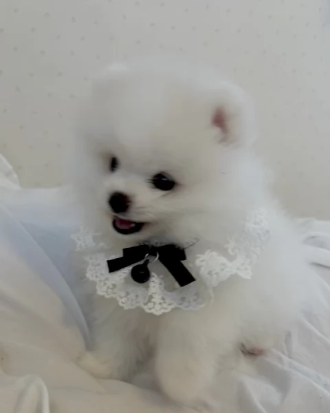 Splendido Pomerania Toy | Foto 1