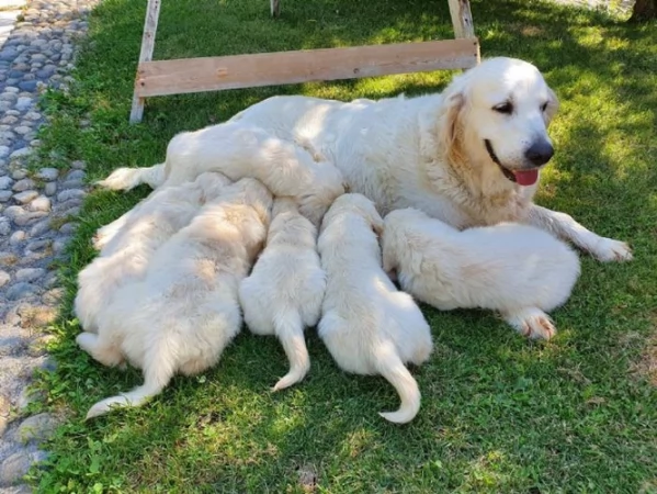  Disponibili cuccioli di Golden Retriever con Pedigree