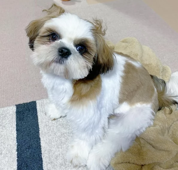 Cuccioli di Shih Tzu