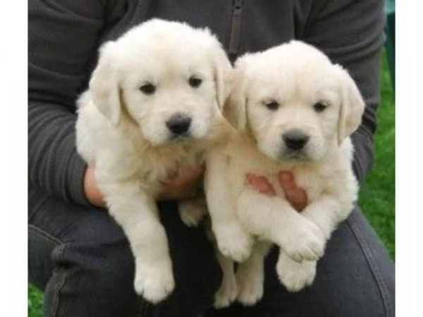 Disponibili cuccioli di Golden Retriever