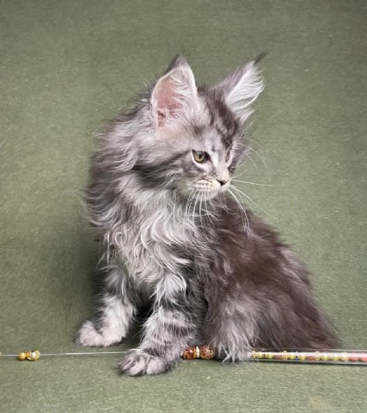 Cuccioli di Maine coon