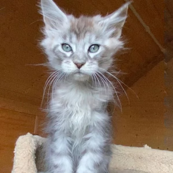 Cuccioli di Maine coon | Foto 0