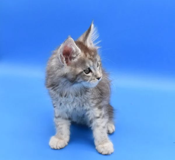 Due Cuccioli Main Coon