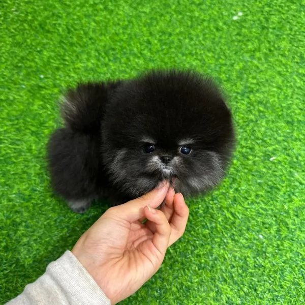 Pomeranian | Foto 0