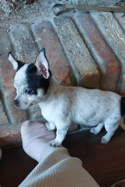 Cuccioli di Chihuahua  | Foto 6