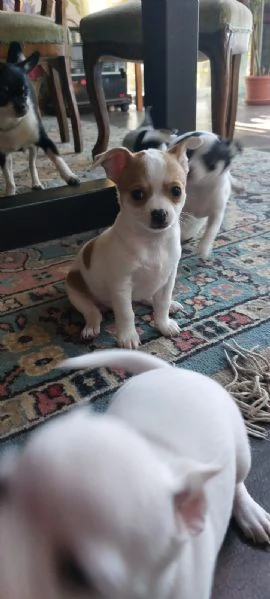 Cuccioli di Chihuahua  | Foto 3