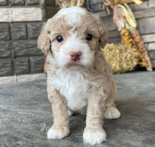 Cuccioli di barboncino toy in cerca di una nuova casa