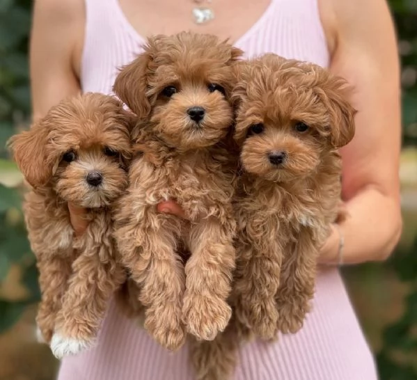 Cuccioli di Maltipoo