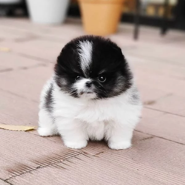 Cuccioli di Pomerania