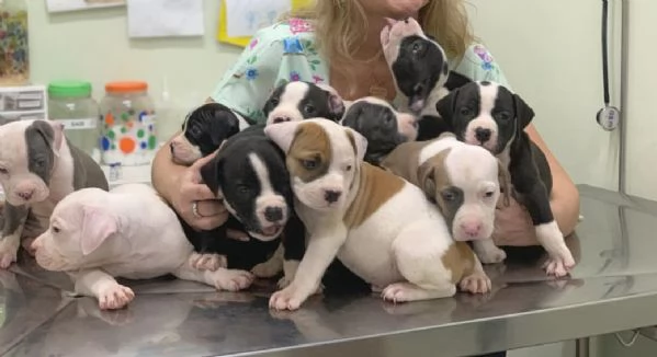 Cuccioli di American Staffordshire Terrier