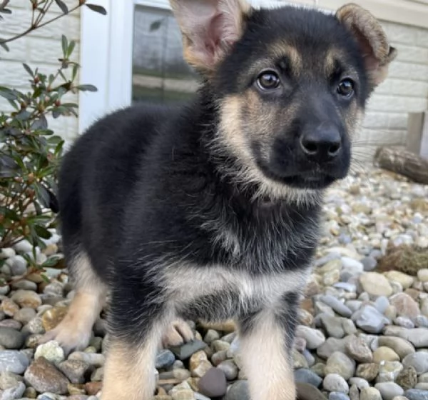 Cuccioli di pastore tedesco cercano una nuova casa | Foto 0