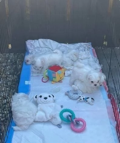 Maltese toy cuccioli