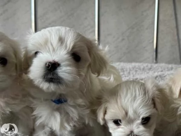   Maltese toy cuccioli | Foto 4