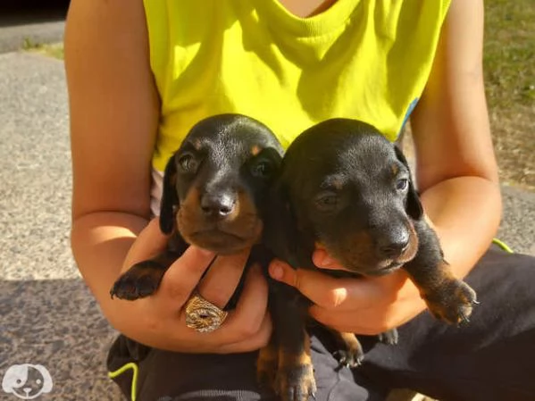 Cuccioli di Bassotto