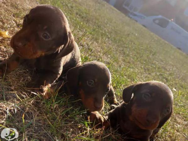 Cuccioli di Bassotto | Foto 1