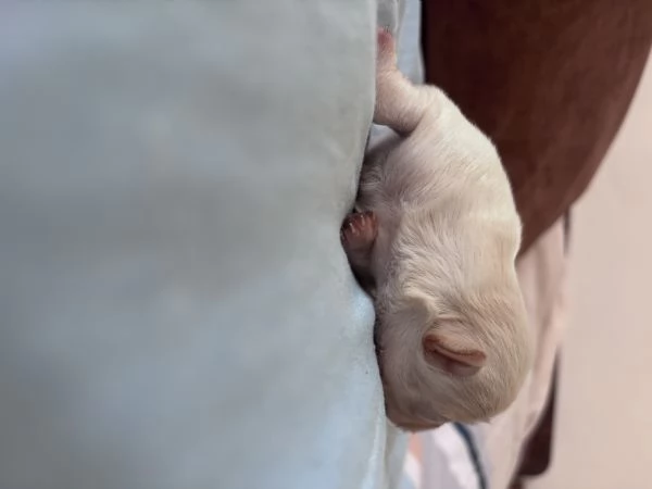 Vendo cuccioli di chihuahua 