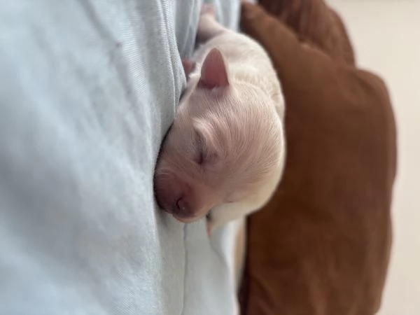 Vendo cuccioli di chihuahua  | Foto 0