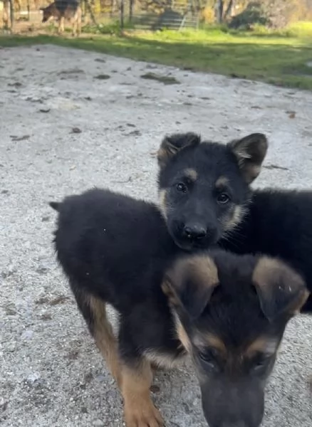 Regalo 10 cuccioli razza Pastore Tedesco | Foto 0