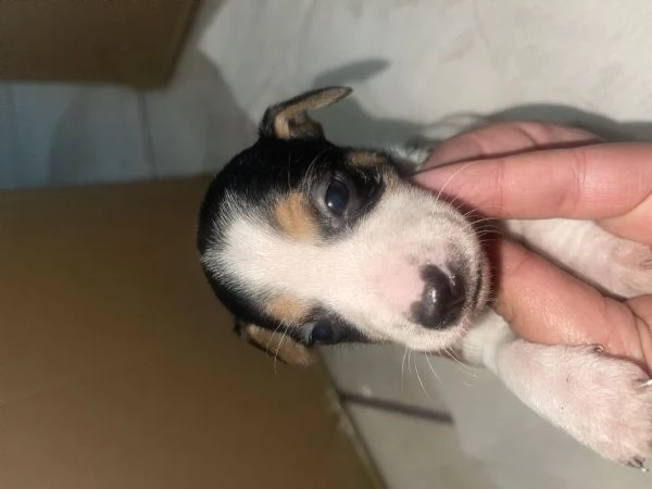 4 jack russell cercano casa