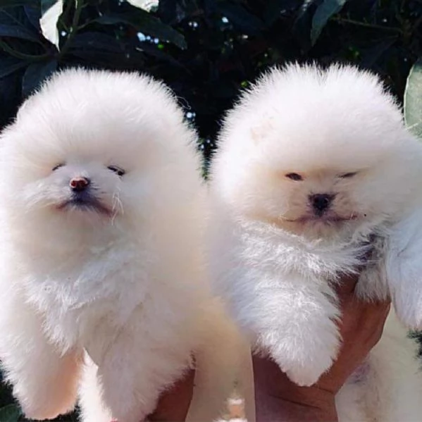 CUCCIOLI DI POMERANIA BIANCHI 