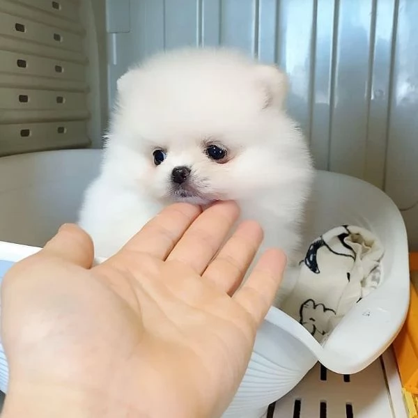 Cuccioli di Pomerania per ladozione