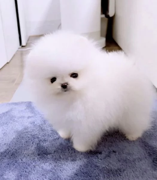 SPITZ DI POMERANIA NANOBIANCO