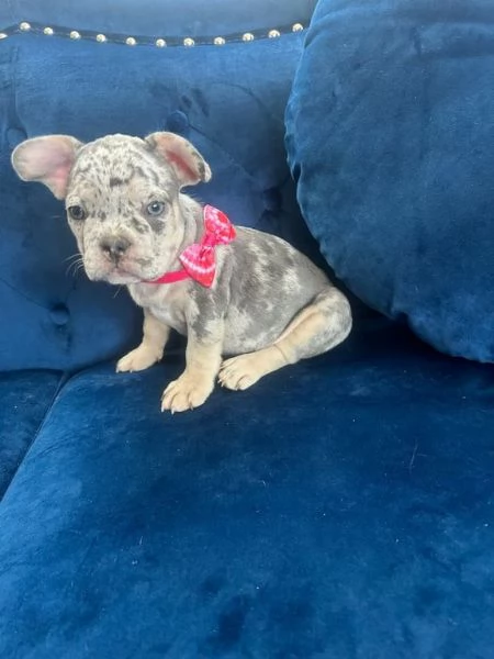 Cuccioli di bulldog francese disponibili per ladozione | Foto 0